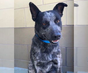 Australian Cattle Dog Dogs for adoption in Riverside, CA, USA
