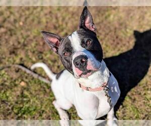 American Staffordshire Terrier-Unknown Mix Dogs for adoption in Ocala, FL, USA