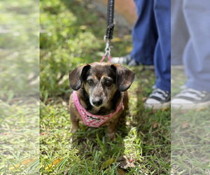 Medium Photo #3 Dachshund Puppy For Sale in Weston, FL, USA