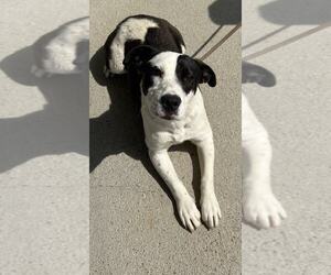 American Pit Bull Terrier-Unknown Mix Dogs for adoption in Evansville, IN, USA