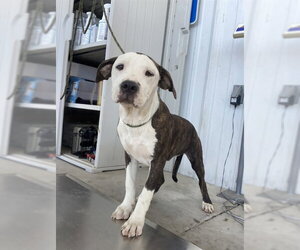 Mutt Dogs for adoption in Bakersfield, CA, USA
