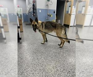 German Shepherd Dog Dogs for adoption in Palmetto, FL, USA