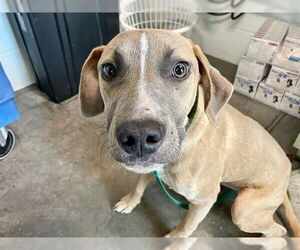 American Staffordshire Terrier-Unknown Mix Dogs for adoption in Tavares, FL, USA