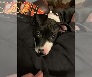 American Pit Bull Terrier-Unknown Mix Dogs for adoption in Germantown, OH, USA
