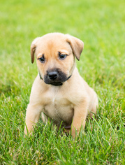 Medium Photo #1 Red Heeler-Unknown Mix Puppy For Sale in Princeton, MN, USA