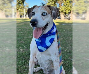 Catahoula Leopard Dog Dogs for adoption in Ventura, CA, USA