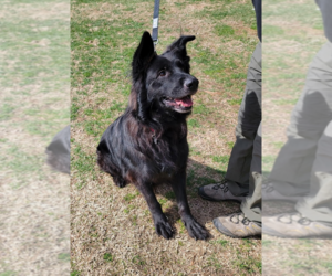 German Shepherd Dog Dogs for adoption in Mt. Airy, MD, USA