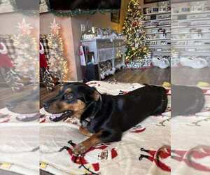Dachshund-Unknown Mix Dogs for adoption in Palatine/Kildeer/Buffalo grove, IL, USA