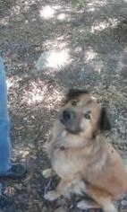 Golden Shepherd Dogs for adoption in Dunnellon, FL, USA