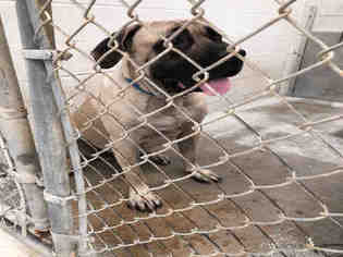 Mastiff Dogs for adoption in Rosenberg, TX, USA