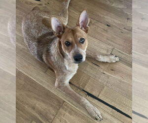 Mutt Dogs for adoption in Petaluma, CA, USA