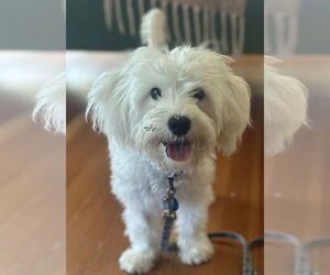 Maltipoo (Miniature) Dogs for adoption in Bellevue, WA, USA