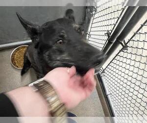 - Mix Dogs for adoption in HESPERIA, CA, USA