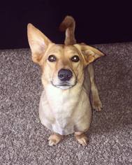 Dorgi Dogs for adoption in Pensacola, FL, USA