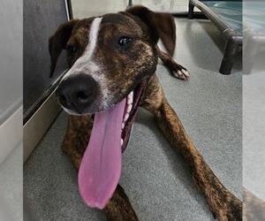 Boxer-Unknown Mix Dogs for adoption in Placerville, CA, USA