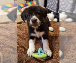 Border Collie-Unknown Mix Dogs for adoption in House Springs, MO, USA