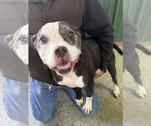 Mutt Dogs for adoption in Osgood, IN, USA