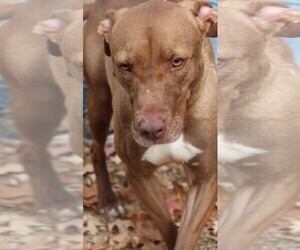 American Pit Bull Terrier Dogs for adoption in Leavenworth, KS, USA