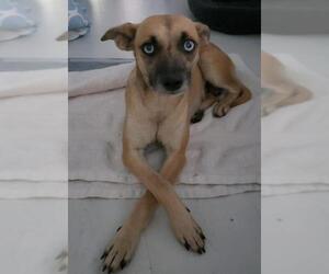 Unknown-Whippet Mix Dogs for adoption in west Palm Beach, FL, USA