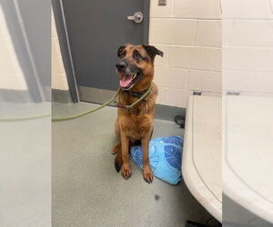 German Shepherd Dog-Unknown Mix Dogs for adoption in Lee's Summit, MO, USA