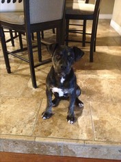 Labrottie Dogs for adoption in Visalia, CA, USA