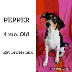 Rat Terrier Dogs for adoption in Mesa, AZ, USA