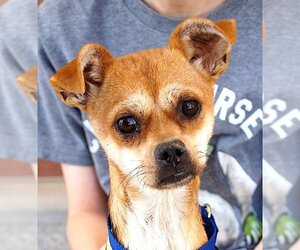 Chihuahua-Unknown Mix Dogs for adoption in Carrollton, TX, USA