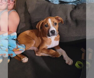 Mutt Dogs for adoption in New London, WI, USA