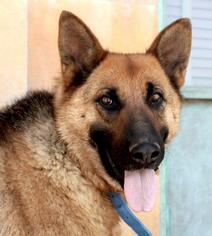 German Shepherd Dog Dogs for adoption in Albuquerque, NM, USA