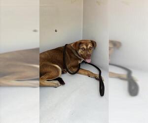 Rottweiler-Unknown Mix Dogs for adoption in Houston, TX, USA