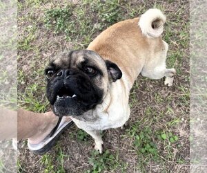 Pug Dogs for adoption in Dumont, NJ, USA