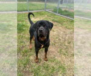 Rottweiler-Unknown Mix Dogs for adoption in Louisville, KY, USA