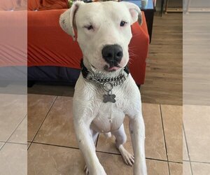 American Pit Bull Terrier-Unknown Mix Dogs for adoption in Chandler, AZ, USA