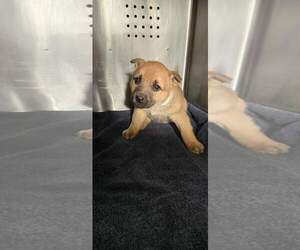 German Shepherd Dog-Unknown Mix Dogs for adoption in Rancho Cucamonga, CA, USA