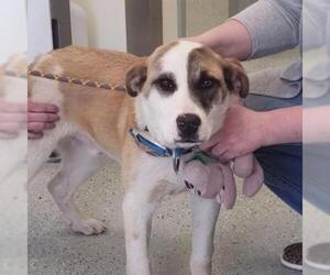 Mutt Dogs for adoption in Galax, VA, USA