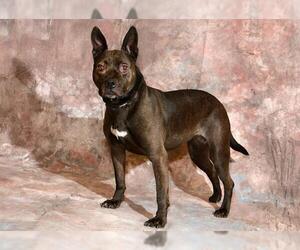 American Pit Bull Terrier-Unknown Mix Dogs for adoption in West Valley, UT, USA