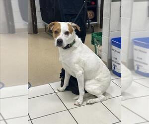 Beagle-Unknown Mix Dogs for adoption in Derwood, MD, USA