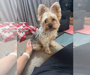 Mutt Dogs for adoption in Chandler, AZ, USA