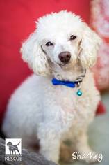 Poodle (Miniature)-Unknown Mix Dogs for adoption in Carlsbad, CA, USA