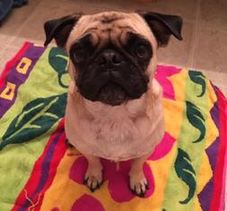 Pug Dogs for adoption in Fort Worth, TX, USA