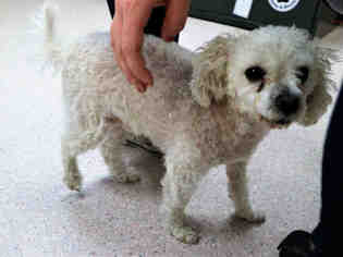 Maltipoo Dogs for adoption in Bowling Green, OH, USA