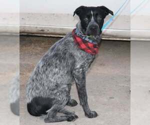 Mutt Dogs for adoption in Palatine/Kildeer/Buffalo grove, IL, USA