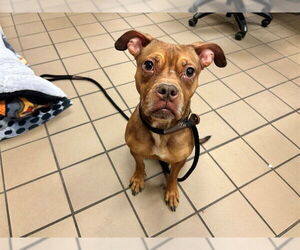 American Pit Bull Terrier Dogs for adoption in Ocala, FL, USA