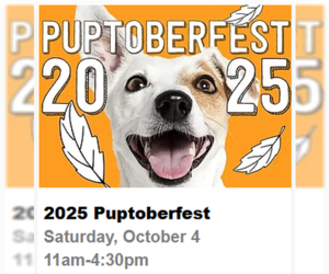 Mutt Dogs for adoption in Rockaway, NJ, USA