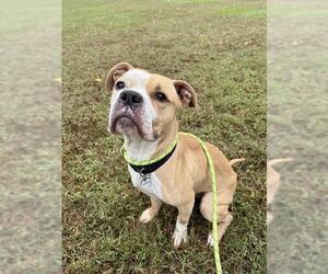 American Bulldog-Unknown Mix Dogs for adoption in Forestville, MD, USA