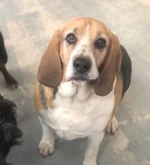 Bagle Hound Dogs for adoption in Phoenix , AZ, USA