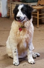Border Collie-Great Pyrenees Mix Dogs for adoption in Whitewright, TX, USA