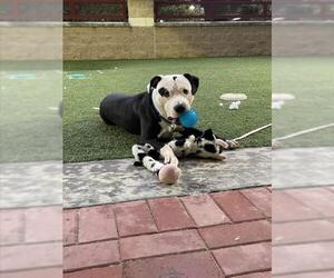 American Pit Bull Terrier Dogs for adoption in Derwood, MD, USA