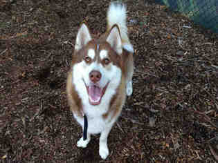 Alaskan Malamute Dogs for adoption in Fremont, CA, USA