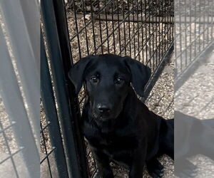 Labrenees Dogs for adoption in Bolivar, MO, USA